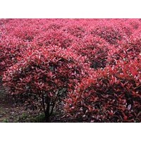 紅葉石楠球報(bào)價(jià)，小區(qū)行道樹常用樹種