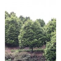 供應(yīng)高桿茶花