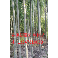 新疆楊低價(jià)銷售