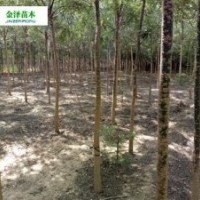 國(guó)槐價(jià)格-國(guó)槐幼苗價(jià)格