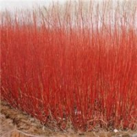 紅瑞木,丁香,沙地柏,欒樹苗,膠東衛(wèi)矛,錦帶