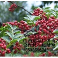 花椒苗出售、花椒苗批發(fā)、花椒苗大量出售