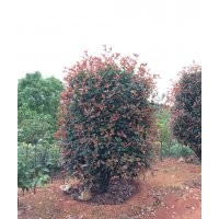 大量供應(yīng)桂花、紅花繼木、春、夏杜鵑、金葉汝貞，四季桂、香樟、