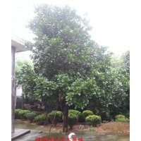 常年對外供應(yīng)湖南香泡，優(yōu)質(zhì)移栽香櫞，湖南移栽香泡