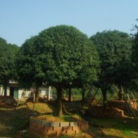 供應(yīng)桂花，桂花球，精品桂花