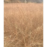 山西連翹生產(chǎn)基地出售連翹苗最新價格
