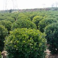 花木售價(jià)：大葉黃楊球、連翹、金葉猶、鼠尾草、膠東衛(wèi)矛、八仙花