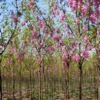 山西香花槐供應(yīng)