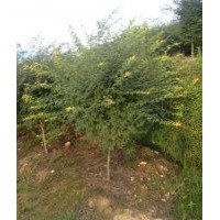 常年供應(yīng)各規(guī)格紅楓，雞爪戚，紫薇，紅葉李，櫻花，廣玉蘭，紅白