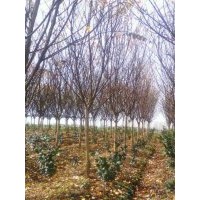 常年供應(yīng)各規(guī)格紅楓，雞爪戚，紫薇，紅葉李，櫻花，廣玉蘭，紅白