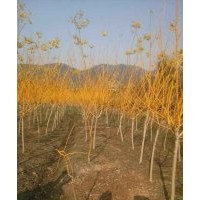 常年供應(yīng)各規(guī)格紅楓，雞爪戚，紫薇，紅葉李，櫻花，廣玉蘭，紅白