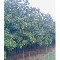 江蘇廣玉蘭價(jià)格 南京廣玉蘭價(jià)格 廣玉蘭苗 廣玉蘭工程苗