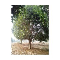 江蘇桂花價(jià)格 南京桂花價(jià)格 桂花工程苗