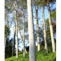 供應(yīng)尤加利樹苗 檸檬桉 火煉木樹苗 檸檬桉樹苗 速生桉樹苗