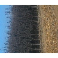 大量紫葉李，紅葉李，雙櫻，西府，碧桃便宜處理