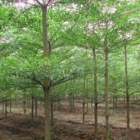 供應小葉欖仁 大葉欖仁 蘭嶼肉桂樹 錦葉欖仁 天竺桂樹 綠寶 發(fā)財