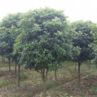 8公分桂花批發(fā)，8公分桂花報價