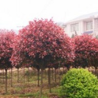 供應(yīng)紅葉石楠、側(cè)柏、黃金榆、小葉女貞、冬青、紫藤、玉蘭、側(cè)柏