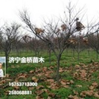 清地啦，日本紅楓3-5公分