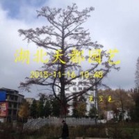 水杉（水杉苗、水杉樹的發(fā)現(xiàn)發(fā)展培育技術）利川天都園藝