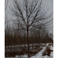 出售白臘，國槐，竹柳,怪柳,垂柳，等各種
