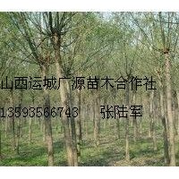 7、8公分國槐低價出售