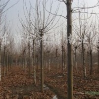 供1-3帽法桐 國(guó)槐白蠟 欒樹(shù)馬褂木