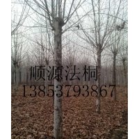 15公分法桐土球全冠#18公分法桐三年冠 報(bào)價(jià)