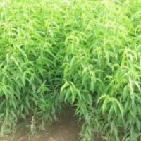 毛桃苗 3公分桃樹 8公分桃樹