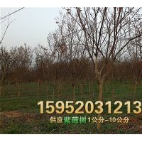 2公分紫薇，3公分紫薇樹