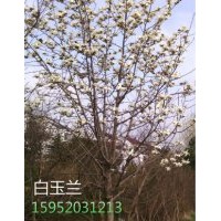 精品白玉蘭，10公分精品白玉蘭價(jià)格