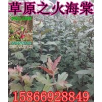 草原之火海棠 草原之火海棠價(jià)格 草原之火海棠接穗