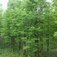 16公分中山杉16公分中山杉16公分中山杉