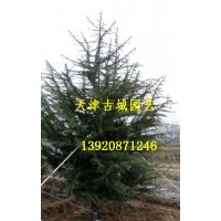 雪松