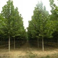 清苑區(qū)西王力村法桐 速生法桐 法桐基地 法桐價格