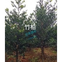供應(yīng)竹柏