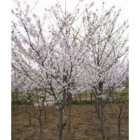櫻花樹規(guī)格，櫻花樹圖片，染井吉野櫻花樹價(jià)格