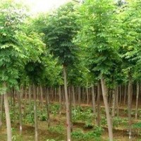 欒樹、銀杏、 垂柳