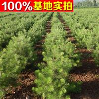 供應(yīng)30公分營養(yǎng)杯白皮松，油松價格