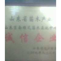 供應河北石家莊占地黑松苗