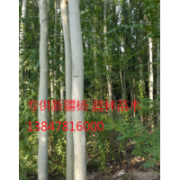 哪里有新疆楊