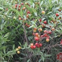 供應連翹苗