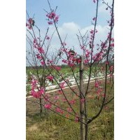 旺地櫻花，4-6公分