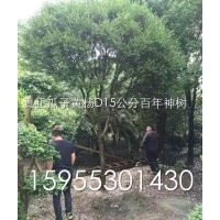 兩棵瓜子黃楊，D15公分，H：5m、R4m百年難遇的精品神樹，有愛好
