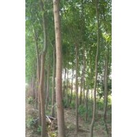高桿絲棉木價(jià)格