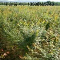 供應(yīng)浙江雞爪槭、雞爪槭價格、金華雞爪槭小苗批發(fā)