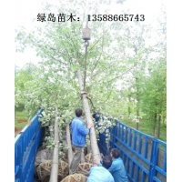 供應(yīng)浙江馬褂木、金華馬褂木、最新馬褂木價格咨詢