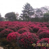 紅花繼木球