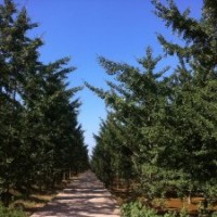 大量供應(yīng)15公分銀杏樹苗價低樹形好-邳州天露苗木