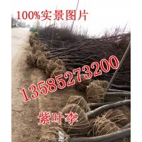 江蘇直銷6公分紫葉李價格，8公分紫葉李價格，10公分紫葉李價格
